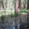 Zumwalt Meadow