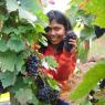 grapes harvest