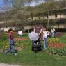 Tulipe festival