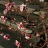Spring Time