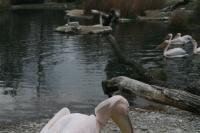 Copy of IMG_9856